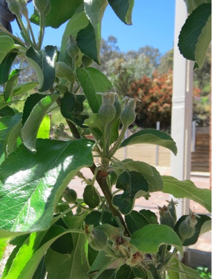 Apple trees