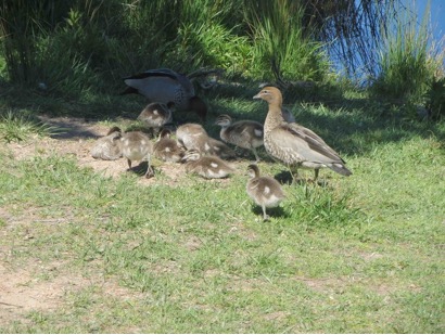 Ducks
