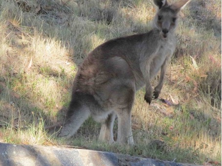 Kangaroo