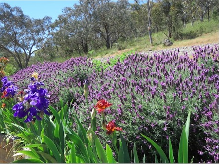 Lavender