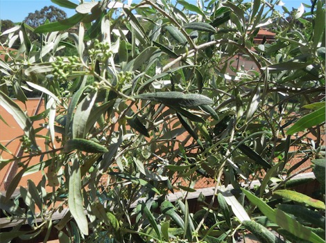 Olive trees