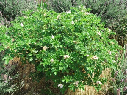 Rugosa roses