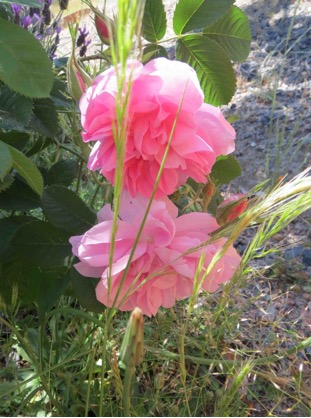 Trigintipetala roses