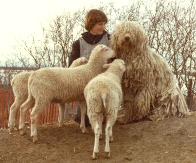 Dali & Lambs
