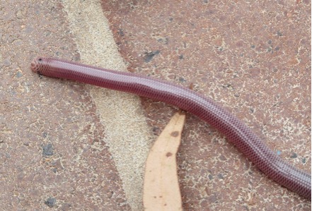Lolly Legless Lizard