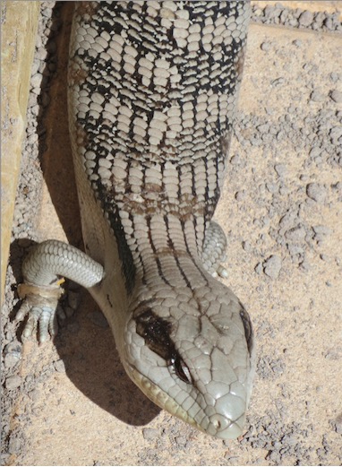 Lolly Lizard